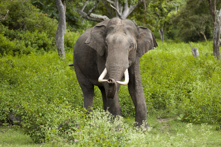 Indira Gandhi Wildlife Sanctuary Trip Packages