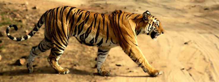 Heart-warming 2 Days Tiger Lagoon, Bandhavgarh National Park to bandhavgarh national park Holiday Package