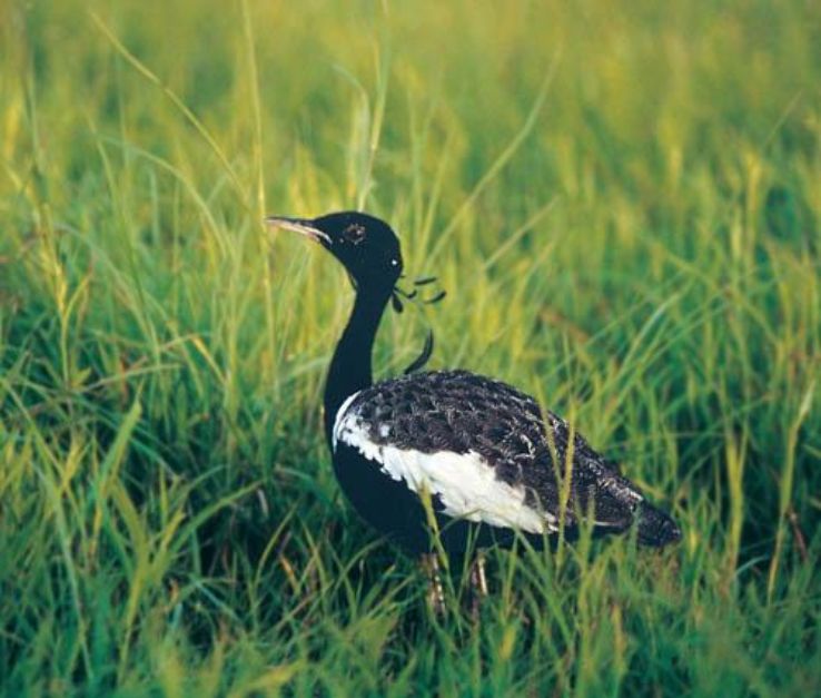 Kharmour Bird Sanctuary Trip Packages Kharmour Bird Sanctuary Trip Packages