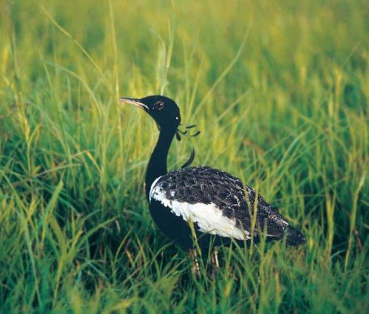 Kharmour Bird Sanctuary  Trip Packages