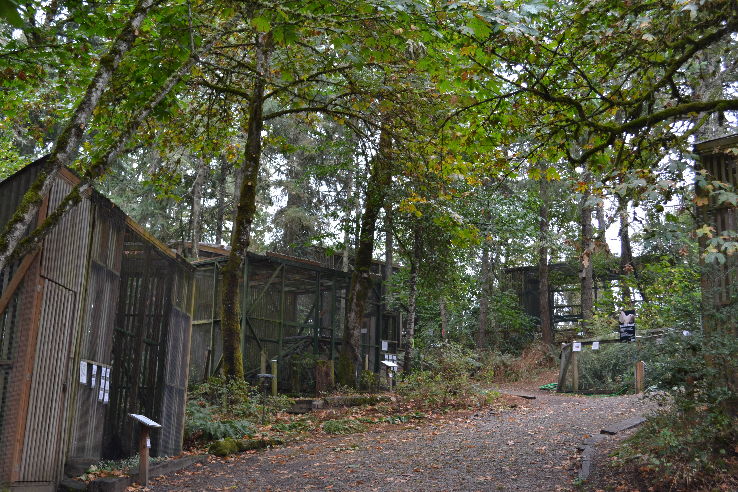  Cascades Raptor Center Trip Packages