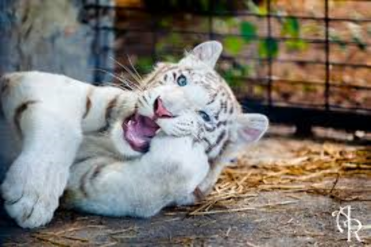 Wilsons Wild Animal Park Trip Packages