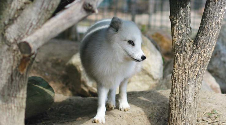 The Creature Conservancy  Trip Packages