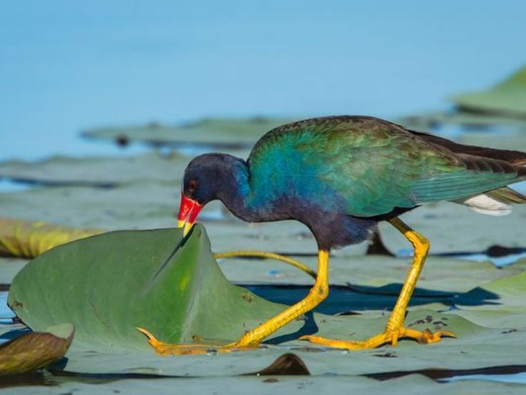 Corpus Christi Bird Watching Trip Packages