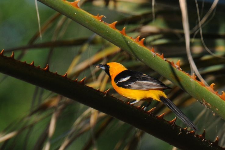 Corpus Christi Bird Watching Trip Packages