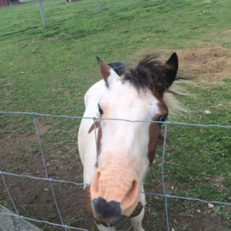 The Petting Farm  Trip Packages