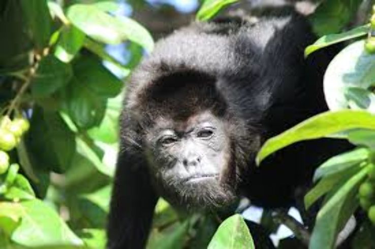 Monkey Jungle  Trip Packages