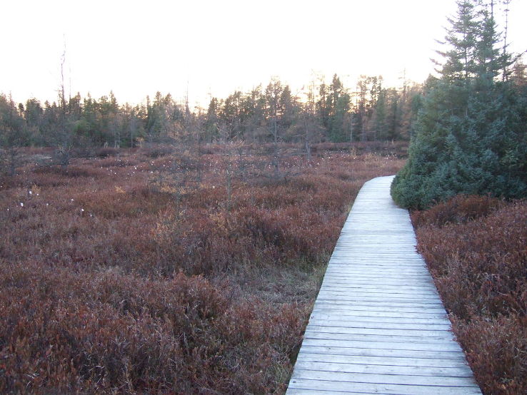 Sifton Bog Trip Packages