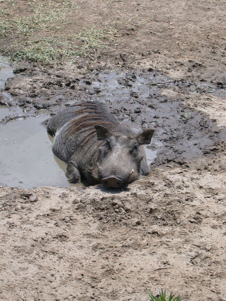 Sedgwick County Zoo Trip Packages