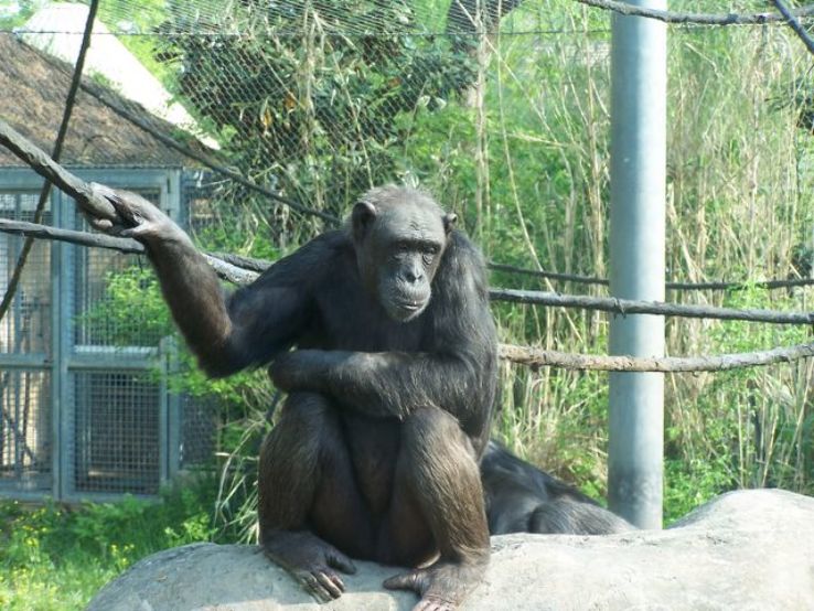 Chattanooga Zoo, chattanooga, United States Of America Top