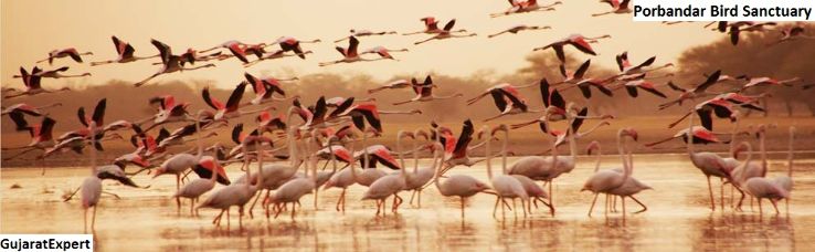 Porbandar Bird Sanctuary  Trip Packages