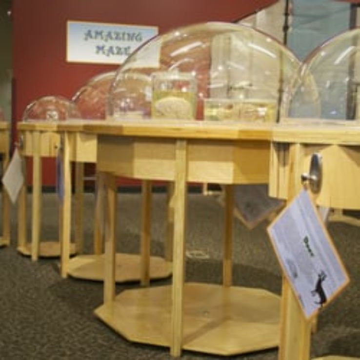 WonderLab Museum of Science, Health and Technology Trip Packages