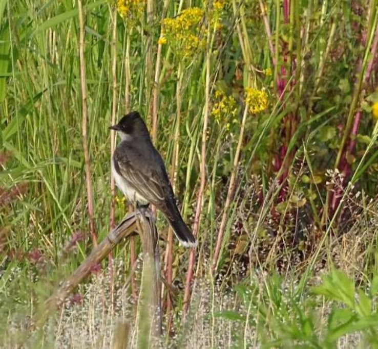 IndiGo Birding Nature Tours Trip Packages