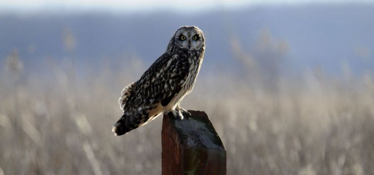 IndiGo Birding Nature Tours Trip Packages