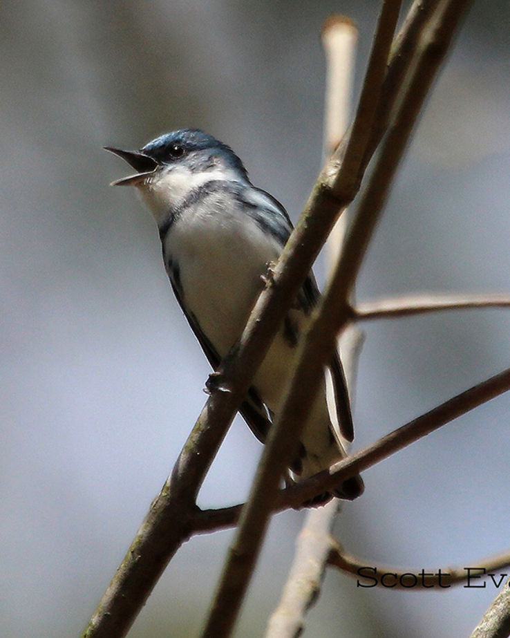 IndiGo Birding Nature Tours Trip Packages