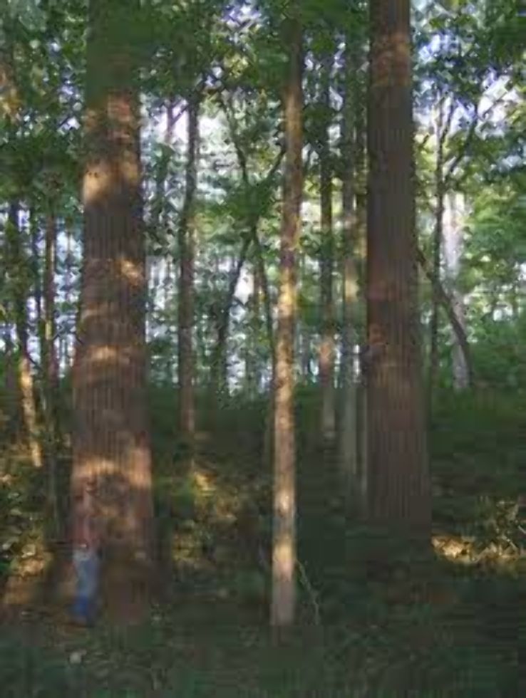 Pioneer Mothers Memorial Forest Trip Packages