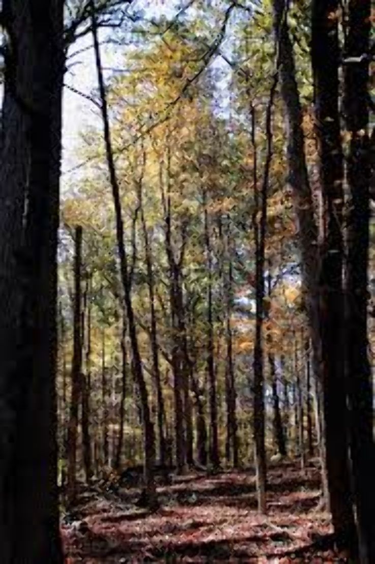 Pioneer Mothers Memorial Forest Trip Packages