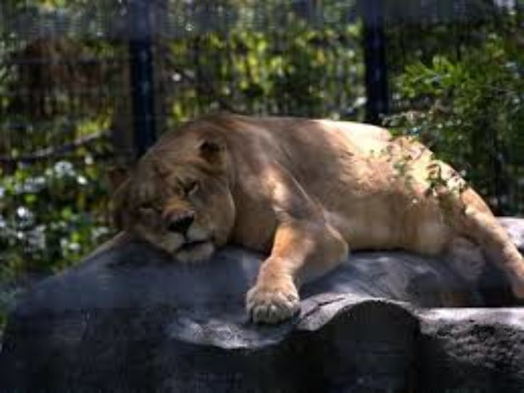 blank park zoo Trip Packages