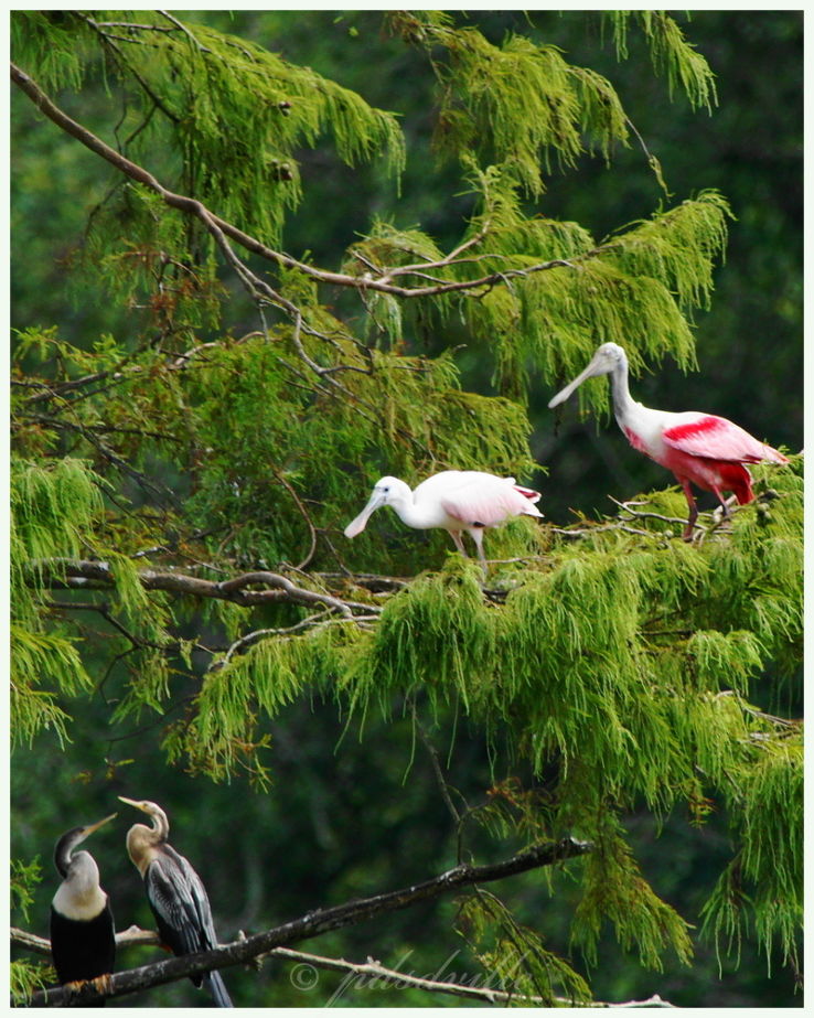 Avery Island Trip Packages