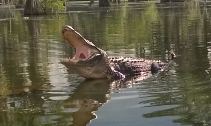 Champagnes Cajun Swamp Tours Trip Packages
