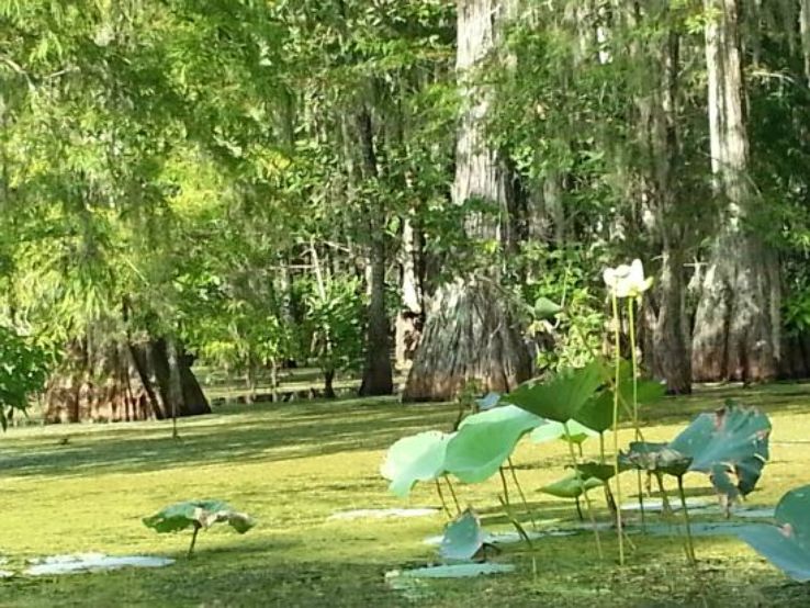 Champagnes Cajun Swamp Tours Trip Packages