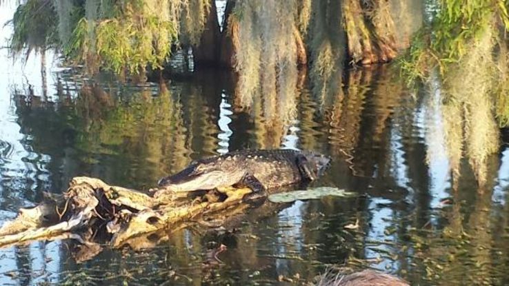 Champagnes Cajun Swamp Tours Trip Packages