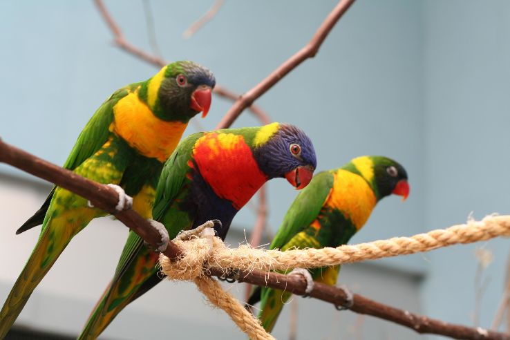 The National Aviary Trip Packages