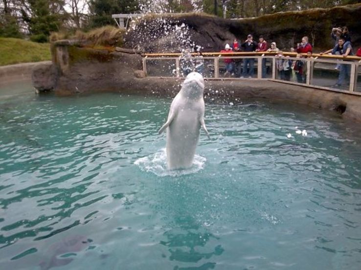 Point Defiance Zoo & Aquarium Trip Packages