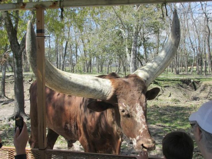 Bayou Wildlife Zoo Trip Packages