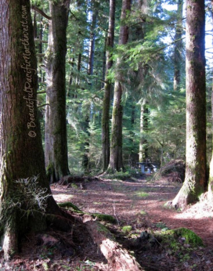 Bogachiel State Park Trip Packages