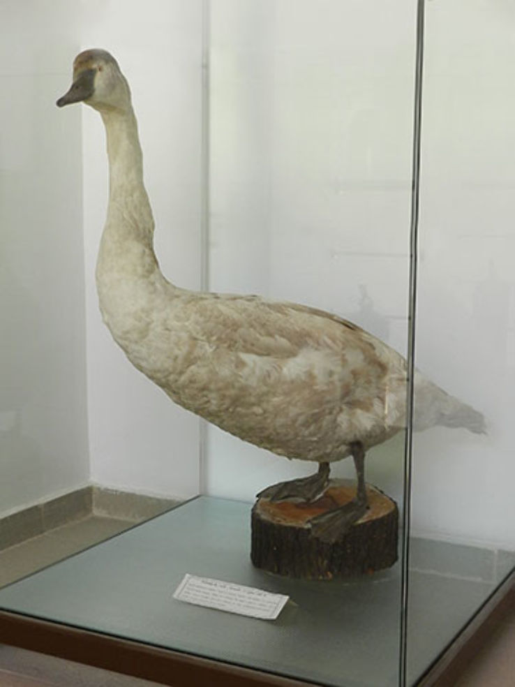 Museum of Natural Sciences Trip Packages