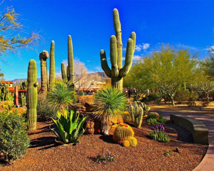Carefree Desert Gardens Trip Packages