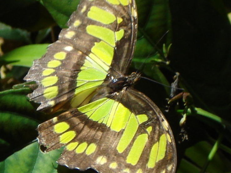 Butterfly Pavilion and Insect Center Trip Packages