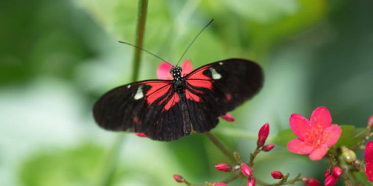 Butterfly Pavilion and Insect Center Trip Packages