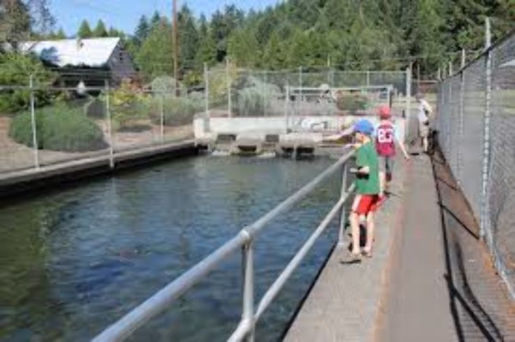 Willamette Fish Hatchery Trip Packages