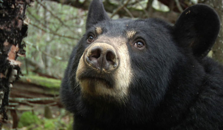North American Bear Center Trip Packages
