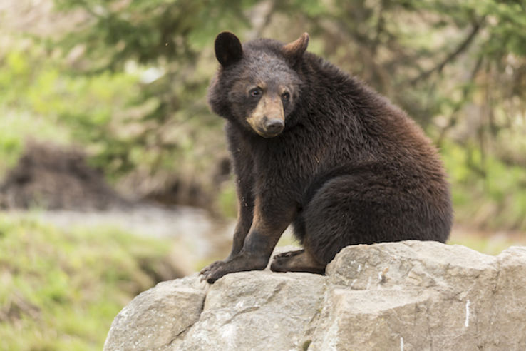 North American Bear Center Trip Packages