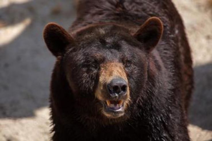 North American Bear Center Trip Packages