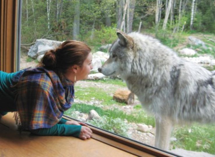 International Wolf Center Trip Packages