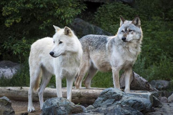 International Wolf Center Trip Packages