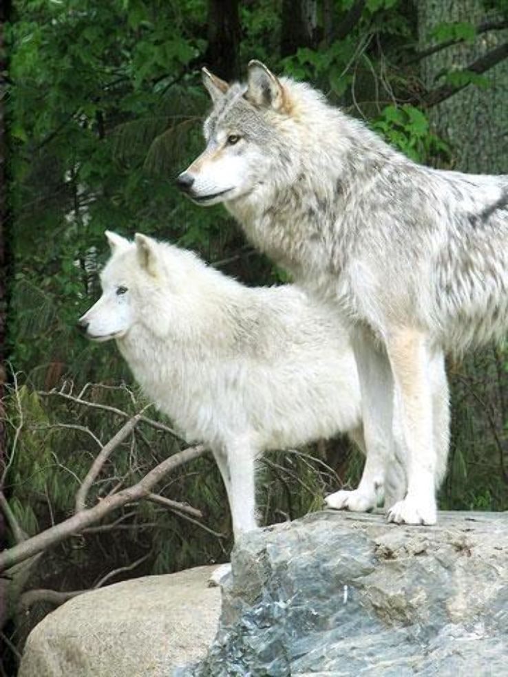 International Wolf Center Trip Packages
