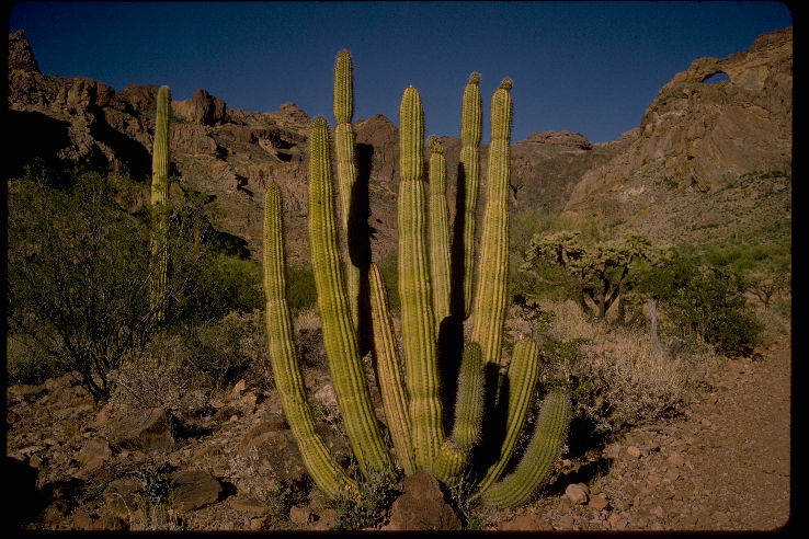 Organ Pipe Cactus National Monument Trip Packages