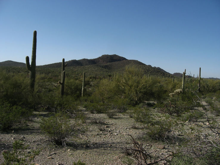 Organ Pipe Cactus National Monument Trip Packages