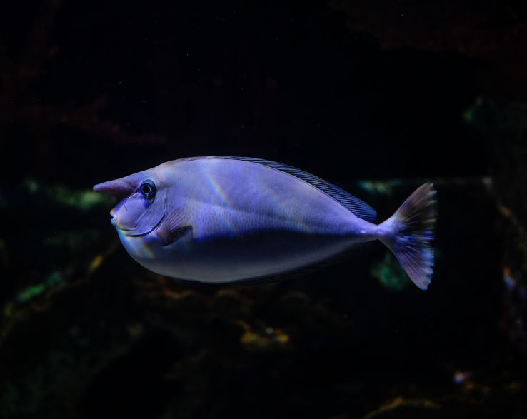 Great Lakes Aquarium Trip Packages