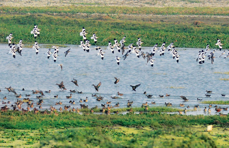 Birdwatching at Okhla Trip Packages