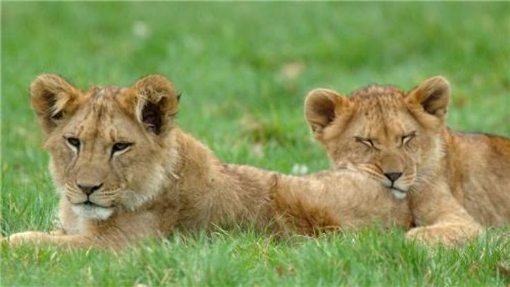 Silvassa Vasona Lion Safari  Trip Packages