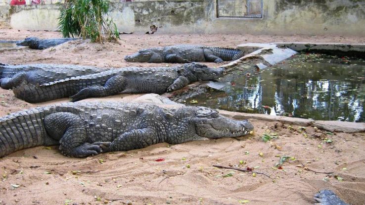 Amaravathi Crocodile Farm Trip Packages