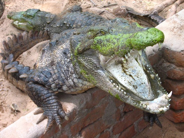 Amaravathi Crocodile Farm Trip Packages
