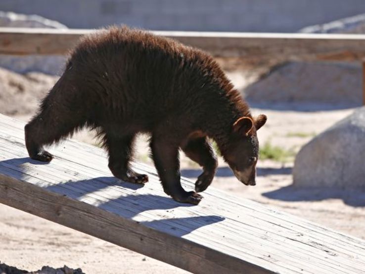 Wildlife World Zoo Litchfield Park Trip Packages