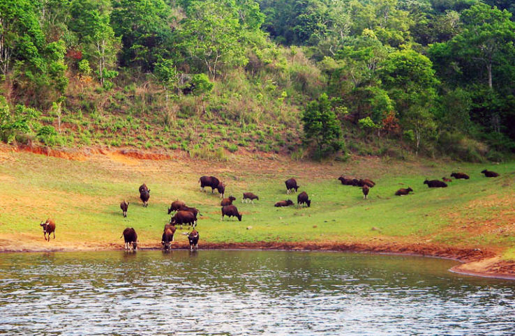 Periyar National Park and Wildlife Sanctuary Trip Packages